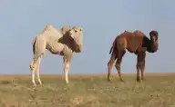 80397