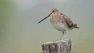 8045