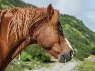 8051
