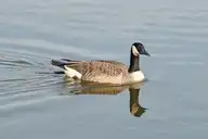80785
