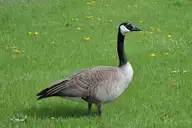 80794