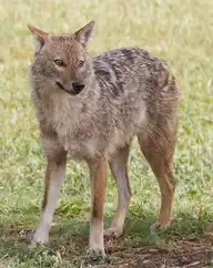 81132
