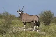 8135