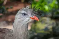 82264