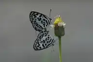 83300