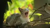 84787