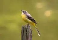 8515