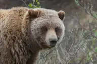 8527