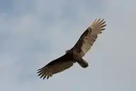 85501