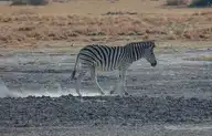 86187