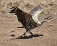 8619