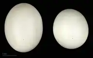 86901