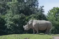 87051
