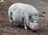 87090