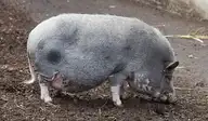 87091