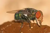 87426