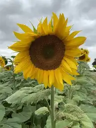 87688