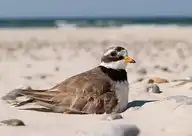 88196