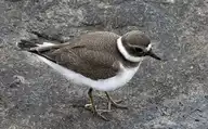 88198
