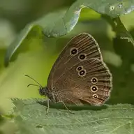 88