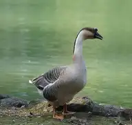 90558