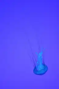 91129