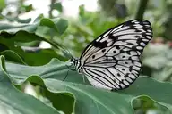 9207
