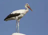 92693