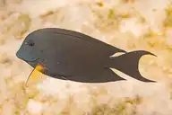 93155