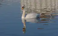 93172