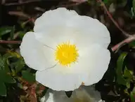 93202