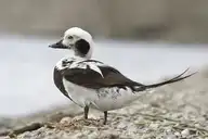 93704