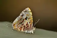 94253