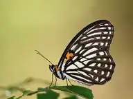 94315
