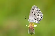 94334