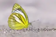 94354