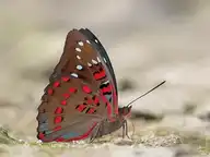 94421