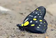 94433