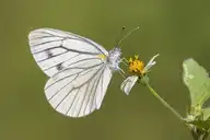 94491