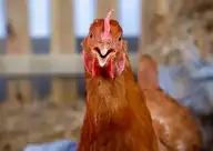 95241