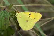 95621