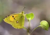 95623