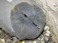 96445