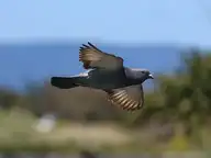 96449