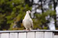 96452