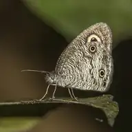 96729