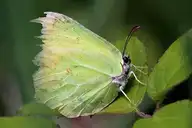 96779