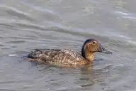 96980