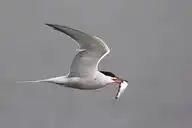97034