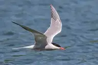 97037